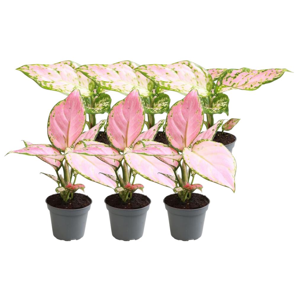 Livraison plante Coffret Aglaonema - Lot de 6 plantes