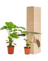 Livraison plante Coffret Alocasia Wenii, Alocasia Portodora - Lot de 2 plantes