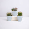 Livraison plante Coffret cactus et ses caches - pots blancs - Lot de 3 plantes, h16cm