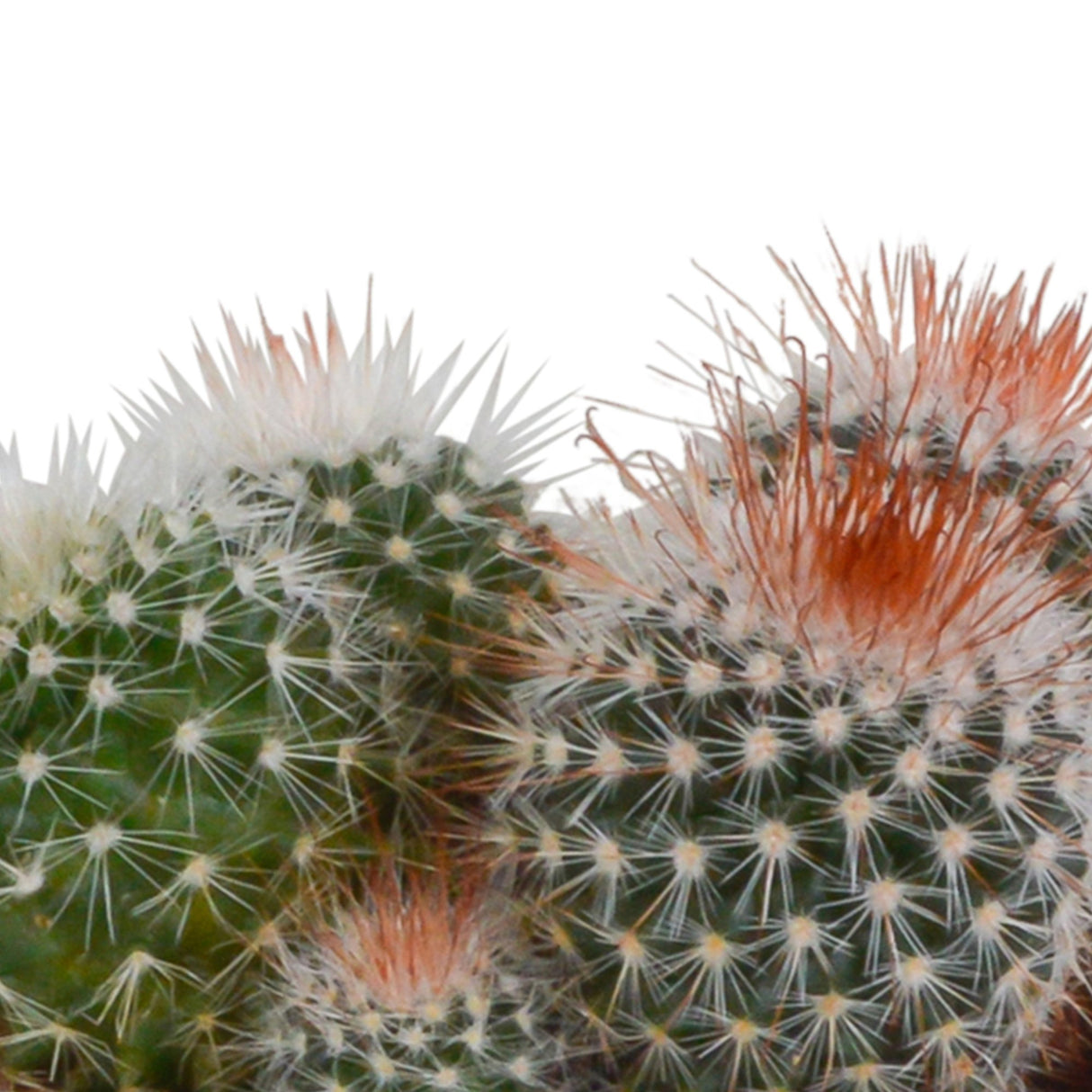 Livraison plante Coffret cactus et ses caches - pots blancs - Lot de 3 plantes, h16cm