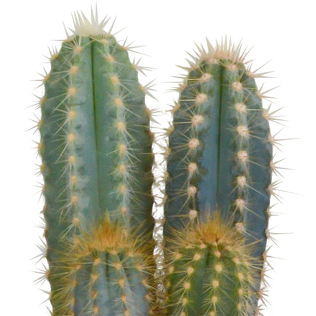 Livraison plante Coffret cactus et ses caches - pots blancs - Lot de 3 plantes, h23cm