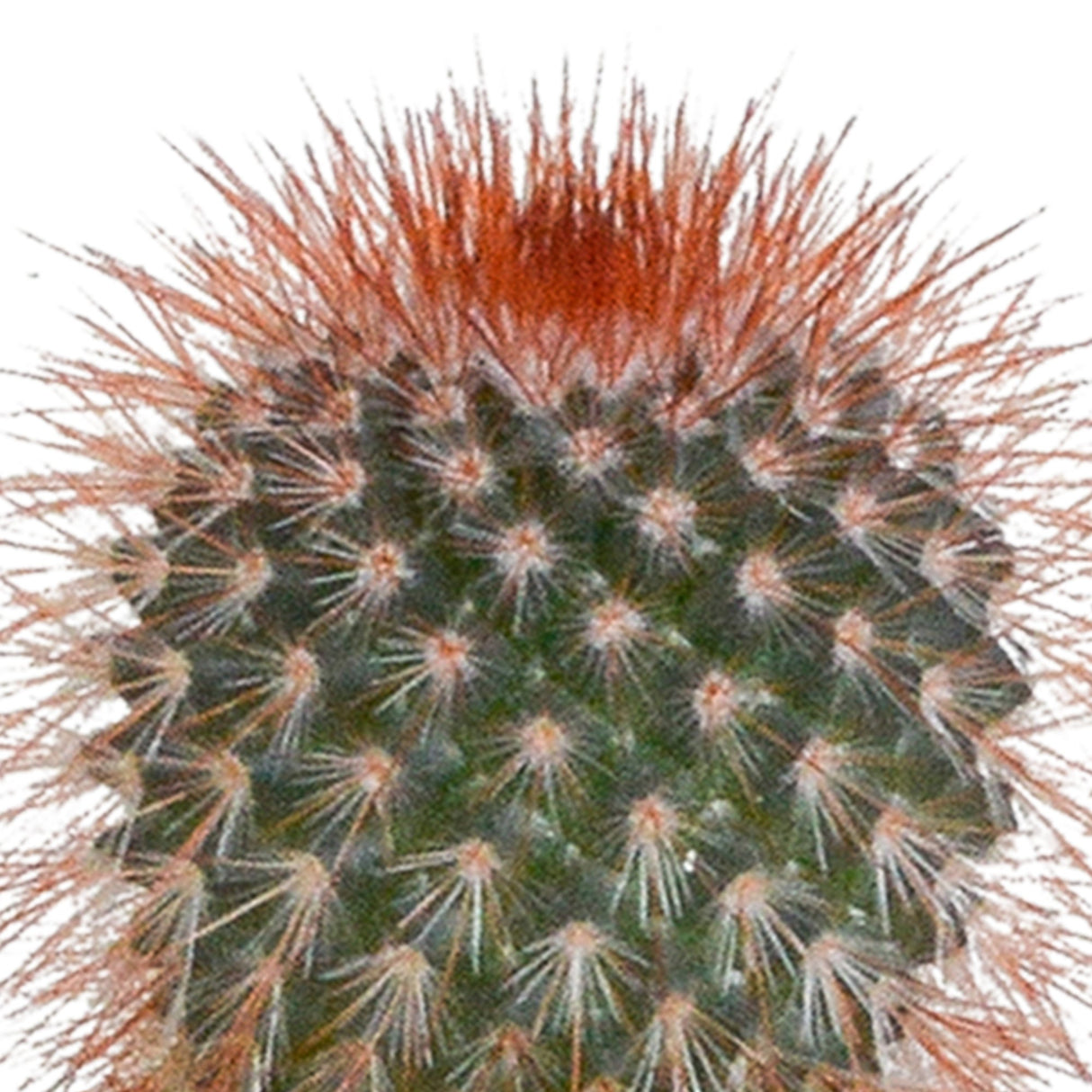 Livraison plante Coffret cactus et ses caches - pots blancs - Lot de 5 plantes, h40cm