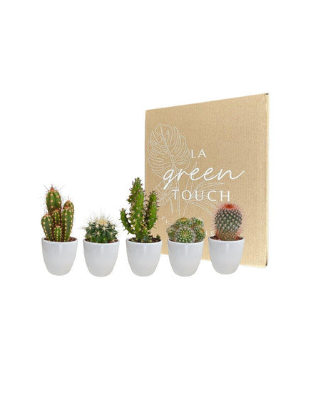 Livraison plante Coffret cactus et ses caches - pots blancs - Lot de 5 plantes, h40cm