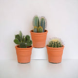 Livraison plante Coffret cactus et ses caches - pots terracotta - Lot de 3 plantes, h23cm