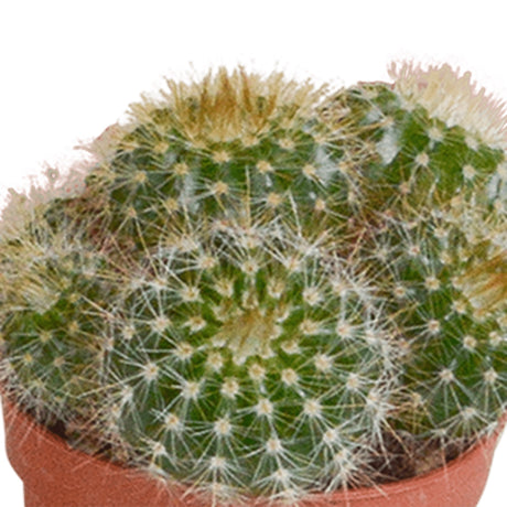 Livraison plante Coffret cactus - Lot de 10 plantes, h13cm