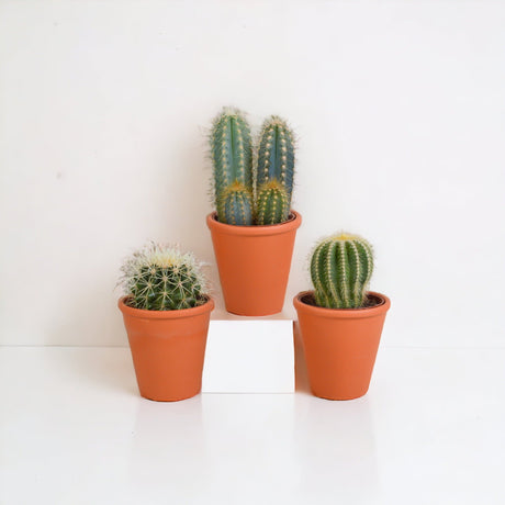 Livraison plante Coffret cadeau cactus et ses caches - pots terracotta - Lot de 3 plantes, h18cm