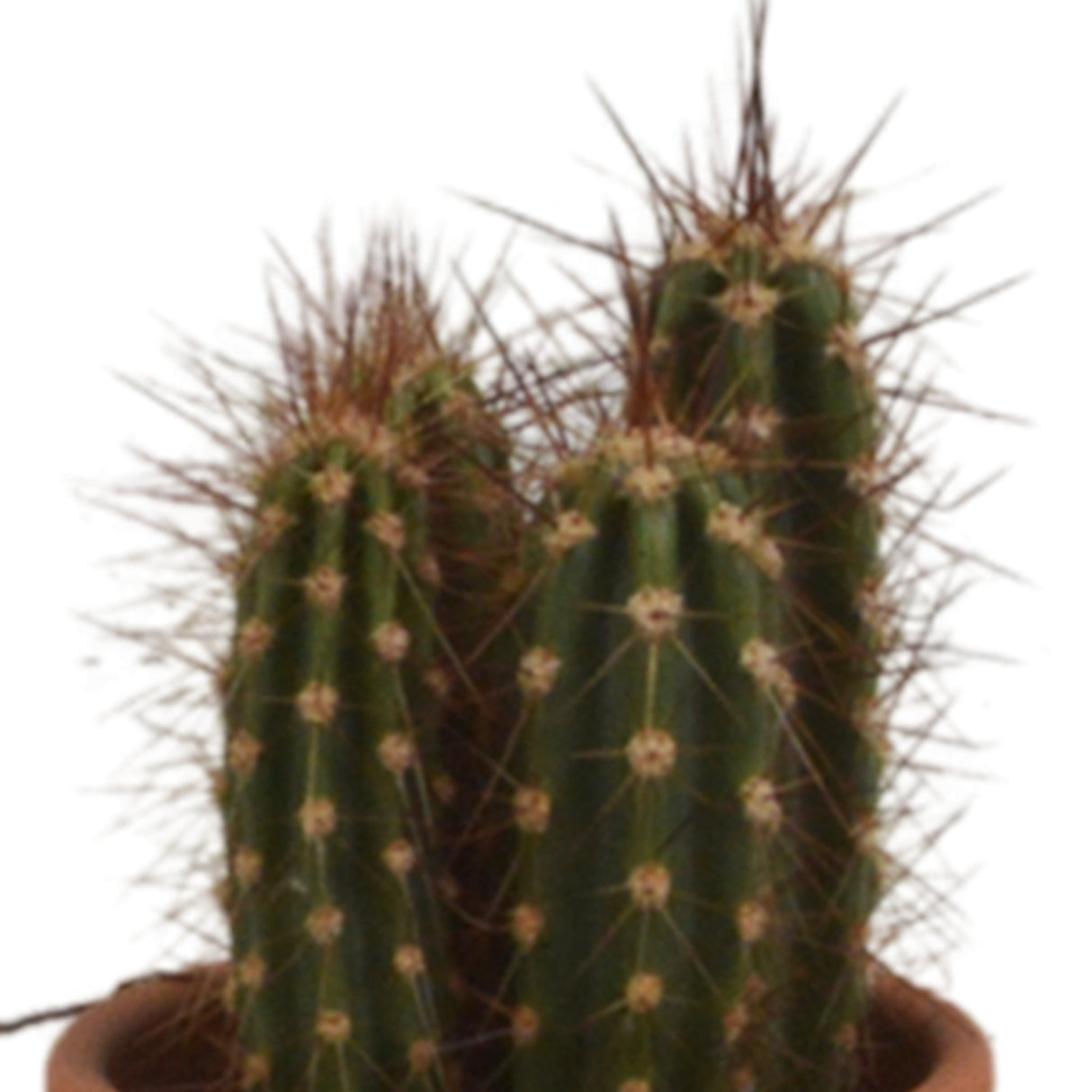 Livraison plante Coffret cadeau cactus - Lot de 5 plantes, h13cm