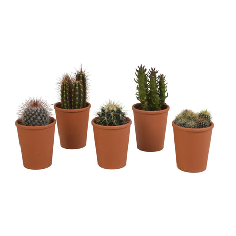 Livraison plante Coffret cadeau cactus - Lot de 5 plantes, h13cm