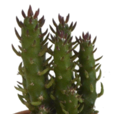 Livraison plante Coffret cadeau cactus - Lot de 5 plantes, h13cm