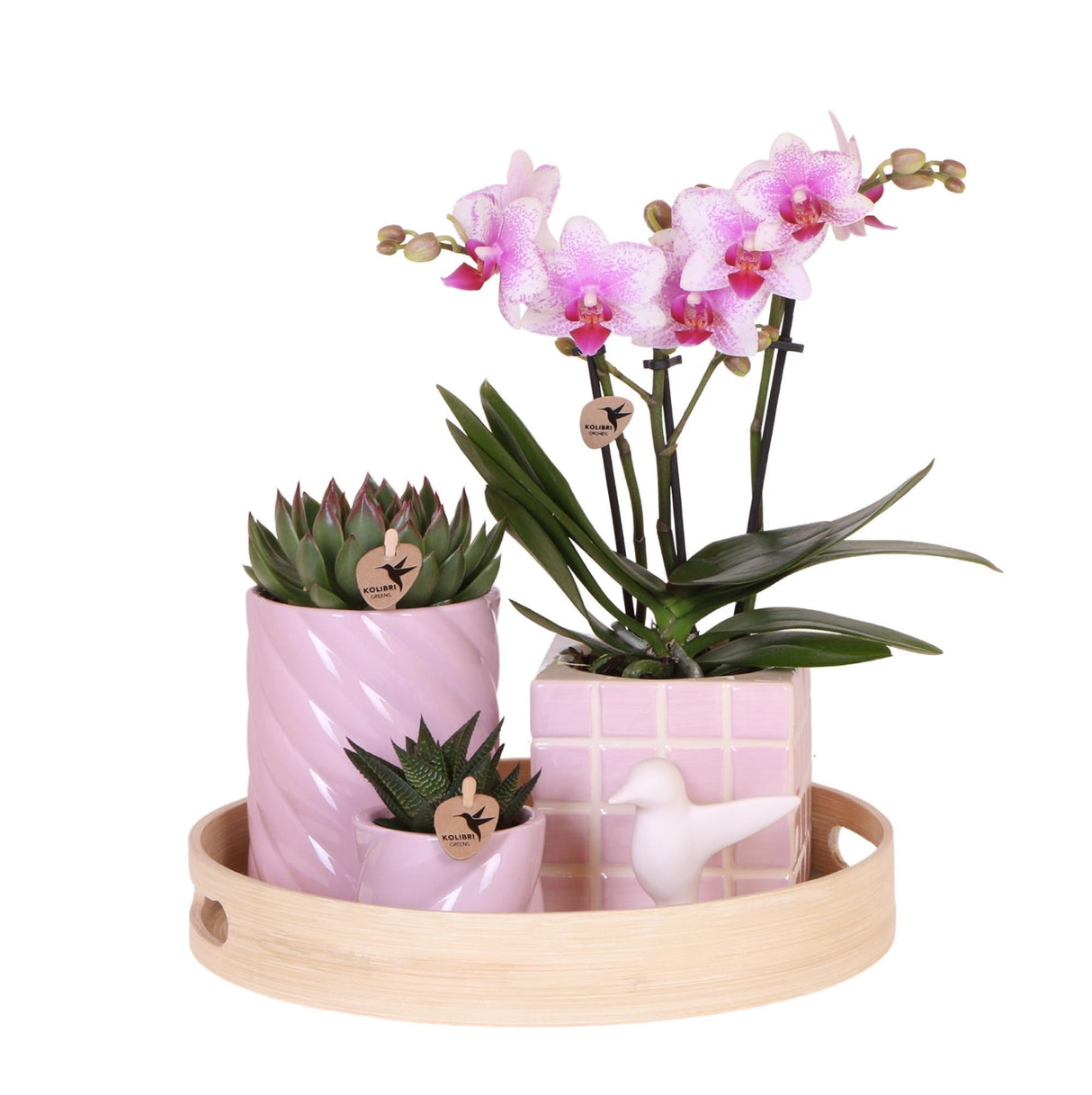 Livraison plante Coffret Cadeau Colourful Optimism | Orchidée & Succulentes