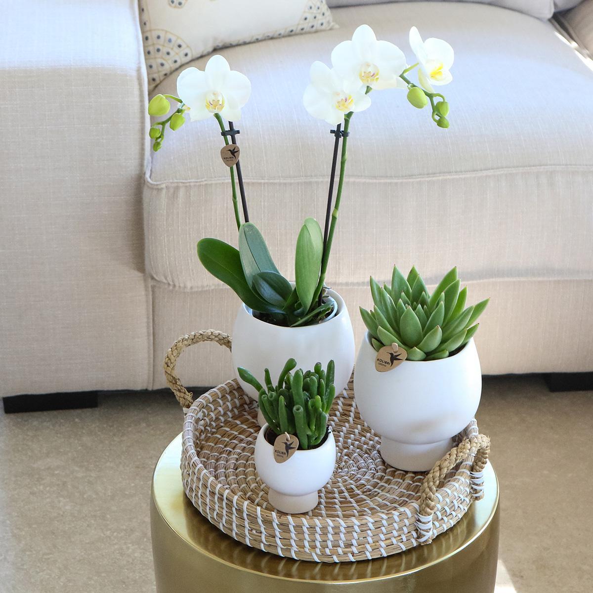 Livraison plante Coffret Cadeau Scandic : Orchidée Phalaenopsis Blanche et Plantes Succulentes