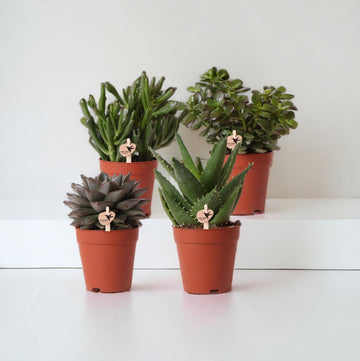 Caixa de presente suculenta - Conjunto de 4 plantas, altura 20cm