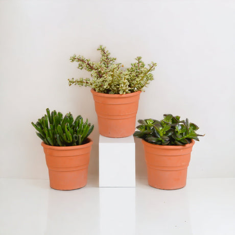 Livraison plante Coffret crassula et ses caches - pots terracotta - Lot de 3 plantes, h21cm