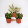 Livraison plante Coffret crassula - Lot de 3 plantes, h18cm - box cadeau mini succulente