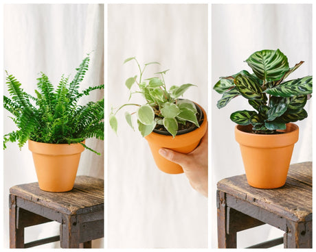 Livraison plante Coffret de Plantes Pets Friendly