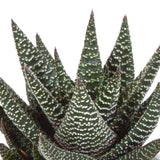 Livraison plante Coffret Gasteria, Haworthia et ses caches - pots terracotta - Lot de 3 plantes, h18cm