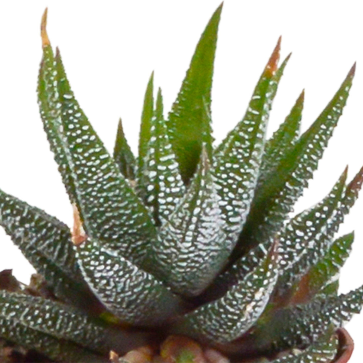 Livraison plante Coffret Gasteria, Haworthia et ses caches - pots terracotta - Lot de 5 plantes, h13cm