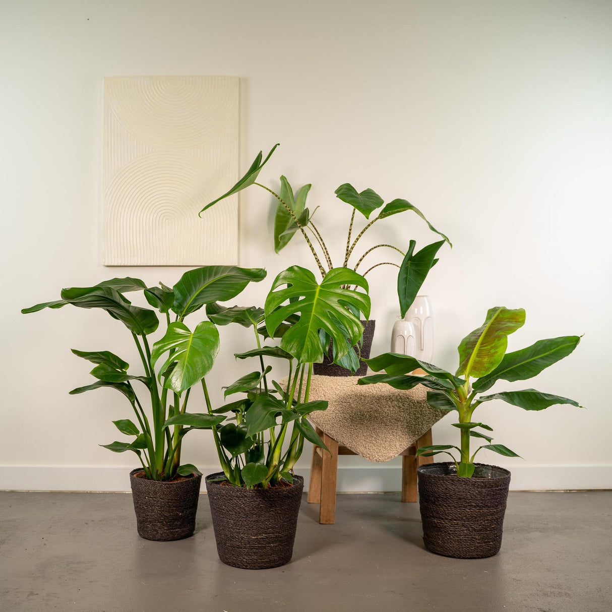 Livraison plante Coffret Monstera Deliciosa, Alocasia Zebrina, Strelitzia Nicolai, Bananier Musa - Lot de 4 plantes