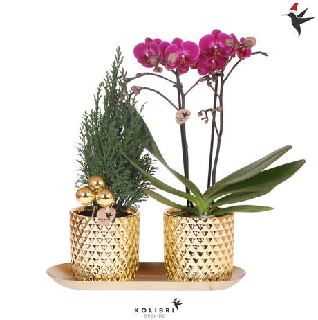 Livraison plante Coffret Orchidée et sapin de Noël Perles dorées