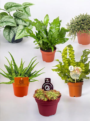 Livraison plante Coffret - Pack de 6 plantes