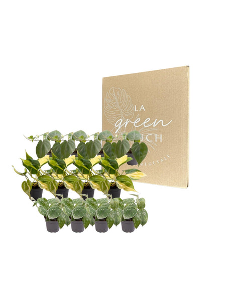 Livraison plante Coffret Philodendron Scandens - Lot de 12 plantes