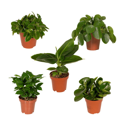 Livraison plante Coffret - Plantes d'intérieur surprises