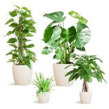 Livraison plante 🌿 Coffret – Plantes faciles d’entretien (x4)