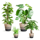 Livraison plante 🌿 Coffret – Plantes faciles d’entretien (x4)
