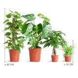 Livraison plante 🌿 Coffret – Plantes faciles d’entretien (x4)