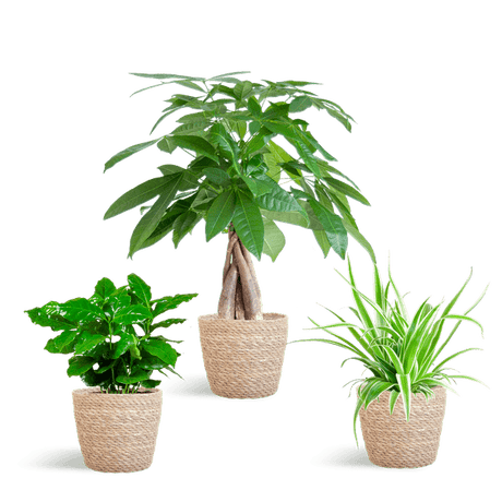 Livraison plante 🐾 Coffret – Plantes Pet's Friendly