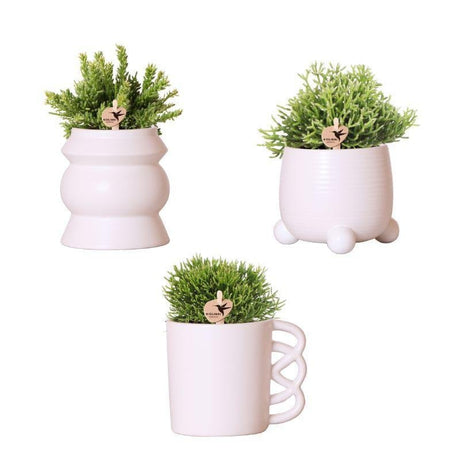 Livraison plante Coffret Rhipsalis et ses caches - pots en céramique rose poudré - Lot de 3 plantes, Ø9cm