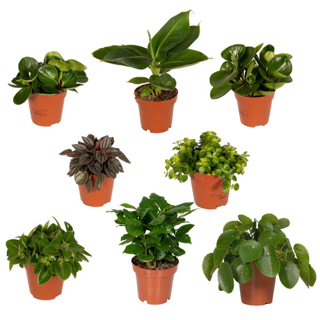 Livraison plante Coffret surprise - Lot de 8 plantes