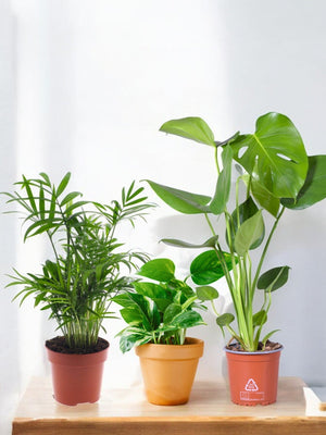 Livraison plante Coffret - Trio de plantes