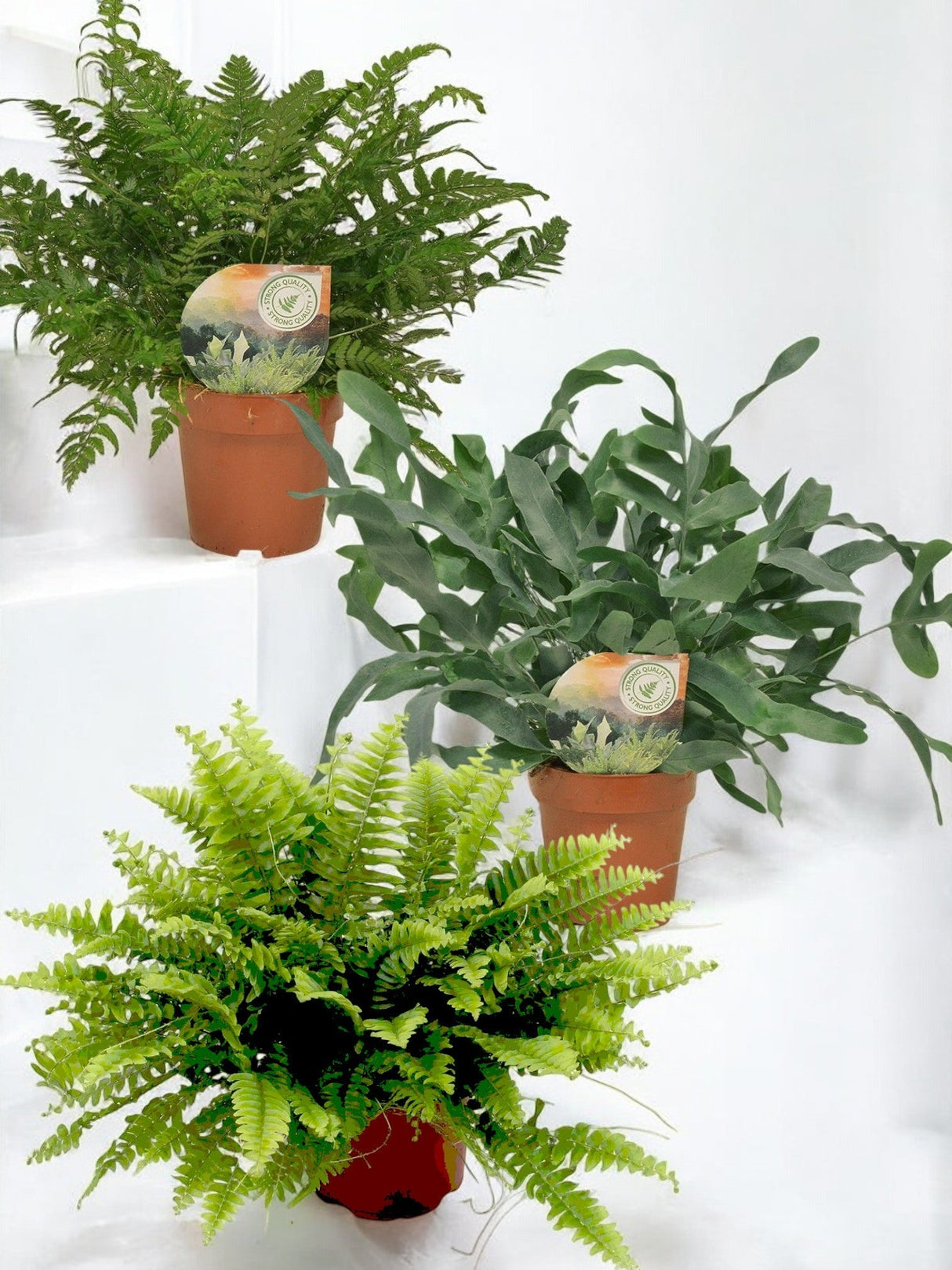 Livraison plante Coffret - Trio de plantes