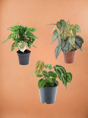 Caixa trio de plantas raras h25cm