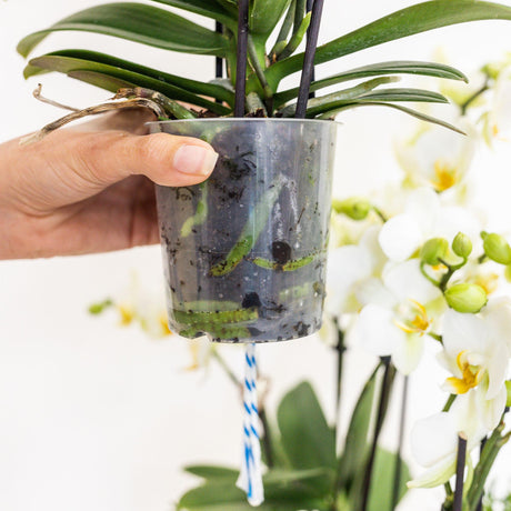 Livraison plante Composition dans un panier en osier avec réservoir d'eau de 3 orchidées blanches et 3 Rhipsalis