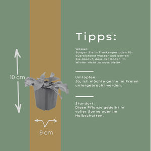 Livraison plante Consoude bleu