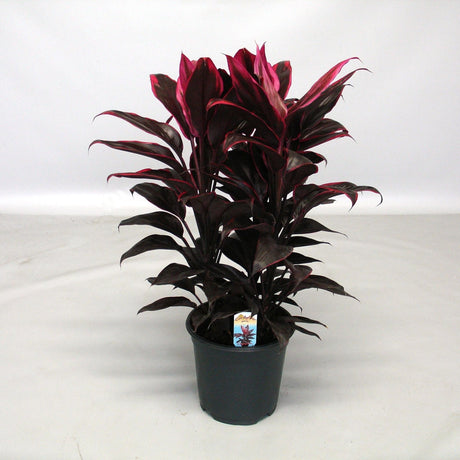 Livraison plante Cordyline Mambo