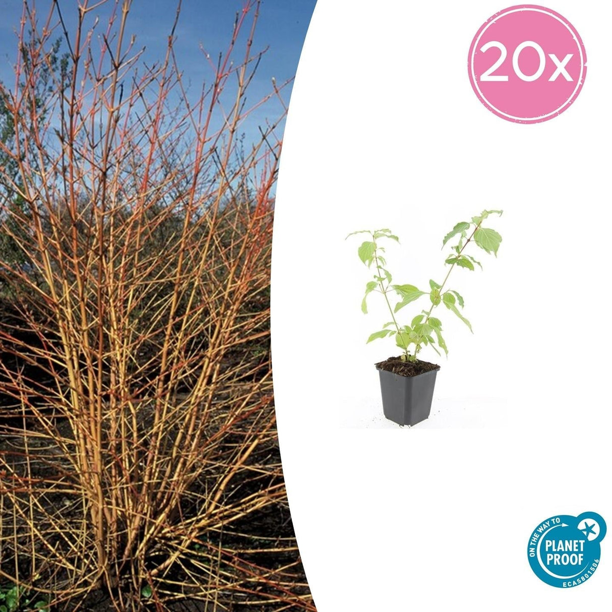 Livraison plante Cornouiller sanguin 'Anny's Winter Orange'