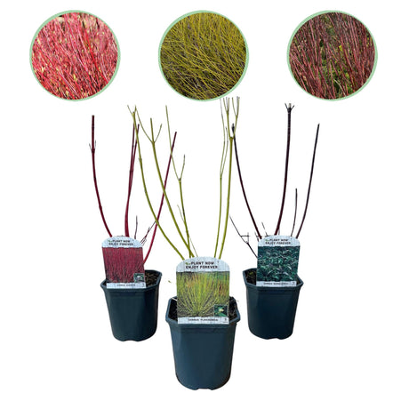 Livraison plante Cornus alba Tricolour – Lot de 3 – Pot 17cm – Hauteur 45cm