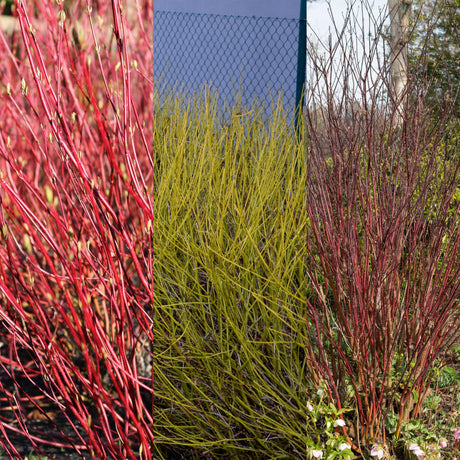 Livraison plante Cornus alba Tricolour – Lot de 3 – Pot 17cm – Hauteur 45cm