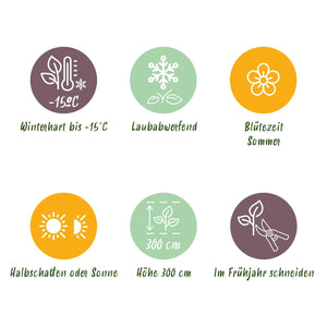 Livraison plante Cotinus coggygria Golden Spirit – Pot 12 cm – Hauteur 35 cm