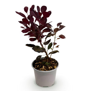Livraison plante Cotinus coggyria Lilla – Lot de 1 – Pot 12 cm – Hauteur 35 cm