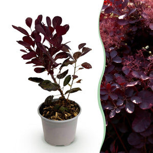 Livraison plante Cotinus coggyria Lilla – Lot de 1 – Pot 12 cm – Hauteur 35 cm