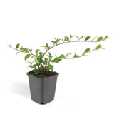 Livraison plante Cotoneaster dammeri - Lot de 6