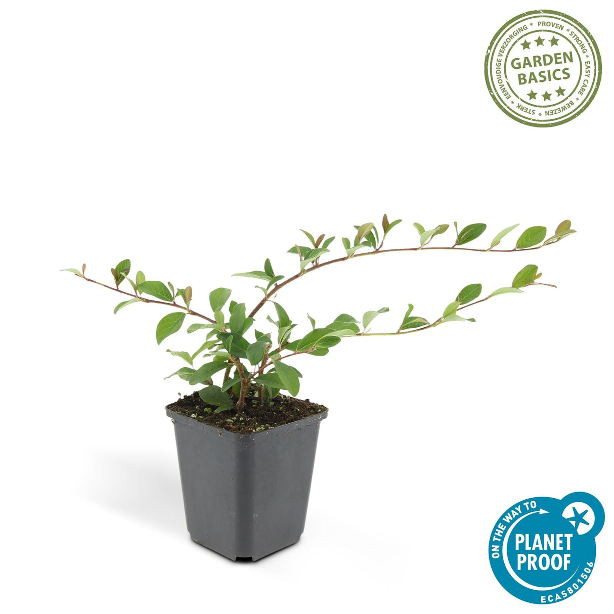 Livraison plante Cotonéaster de Dammer 12xh20cm d9cm