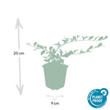 Livraison plante Cotonéaster de Dammer 20xh20cm d9cm