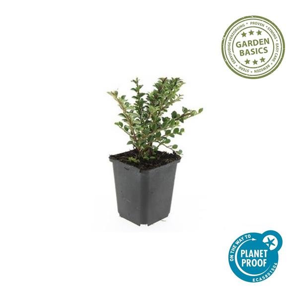 Livraison plante Cotoneaster horizontalis