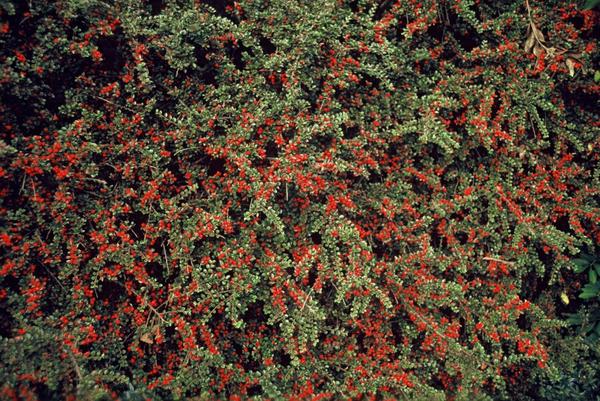 Livraison plante Cotoneaster horizontalis