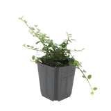 Livraison plante Cotoneaster Streib's Findling